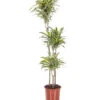 XL 3 In 1 Dracaena White Stripe