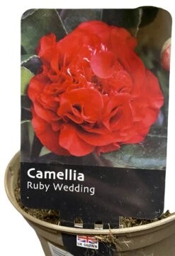 Camellia -Gardening Shop Camellia 3