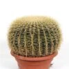 Echinacactus Grusonii Golden Barrel Cactus – Mother In Law’s Cushion, Dramatic And Exotic Easy To Care For Mexican Cactus