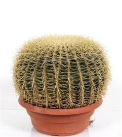 Echinacactus Grusonii Golden Barrel Cactus – Mother In Law’s Cushion, Dramatic And Exotic Easy To Care For Mexican Cactus