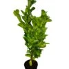 Large Laurel Hedge Plant