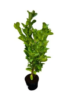 Large Laurel Hedge Plant