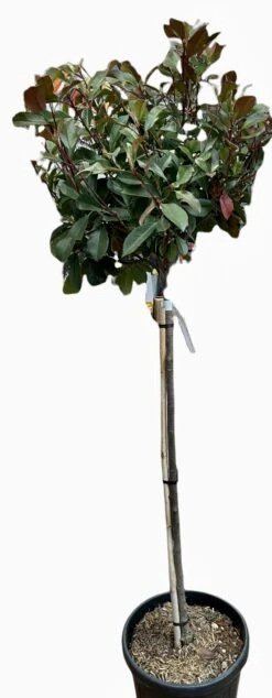2m Photinia Red Robin Lollipop