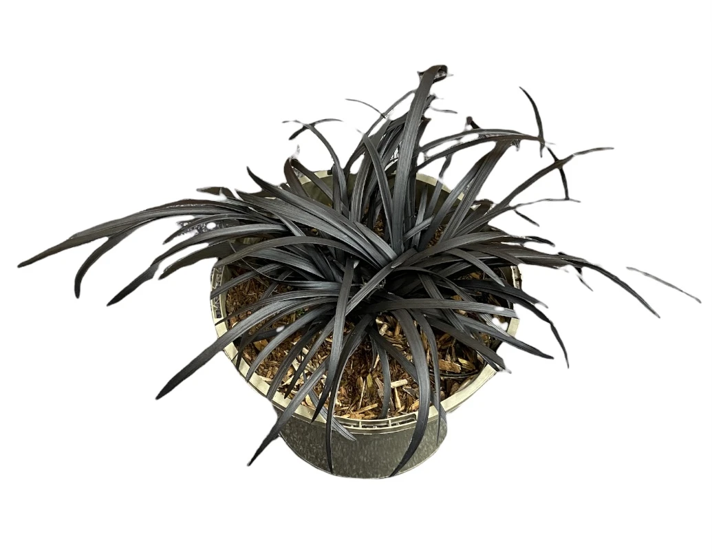 Ophiopogon - Black Dragon 1 Ophiopogon - Black Dragon