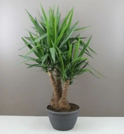 XL Yucca Branched Shrub