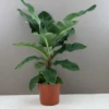 Large Banana Tree - Musa Dwarf Cavendish