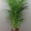 Butterfly Indoor Palm Tree - 140cm Areca Lutescens
