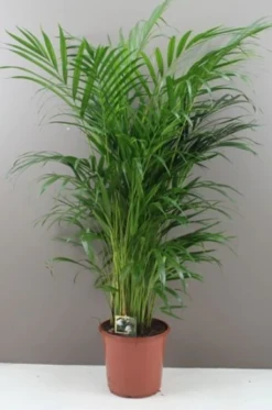Butterfly Indoor Palm Tree - 140cm Areca Lutescens
