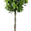 Laurus Nobilis Standard Bay Tree - 1 Tree Shaped With Plaited Stem - Height 100cm ( 3ft+)