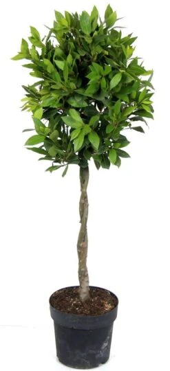 Laurus Nobilis Standard Bay Tree - 1 Tree Shaped With Plaited Stem - Height 100cm ( 3ft+)