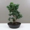 Ficus Ginseng - Banyan Fig Bonsai In Ceramic Planter