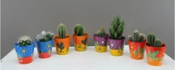 Cactus In Decorative Pot