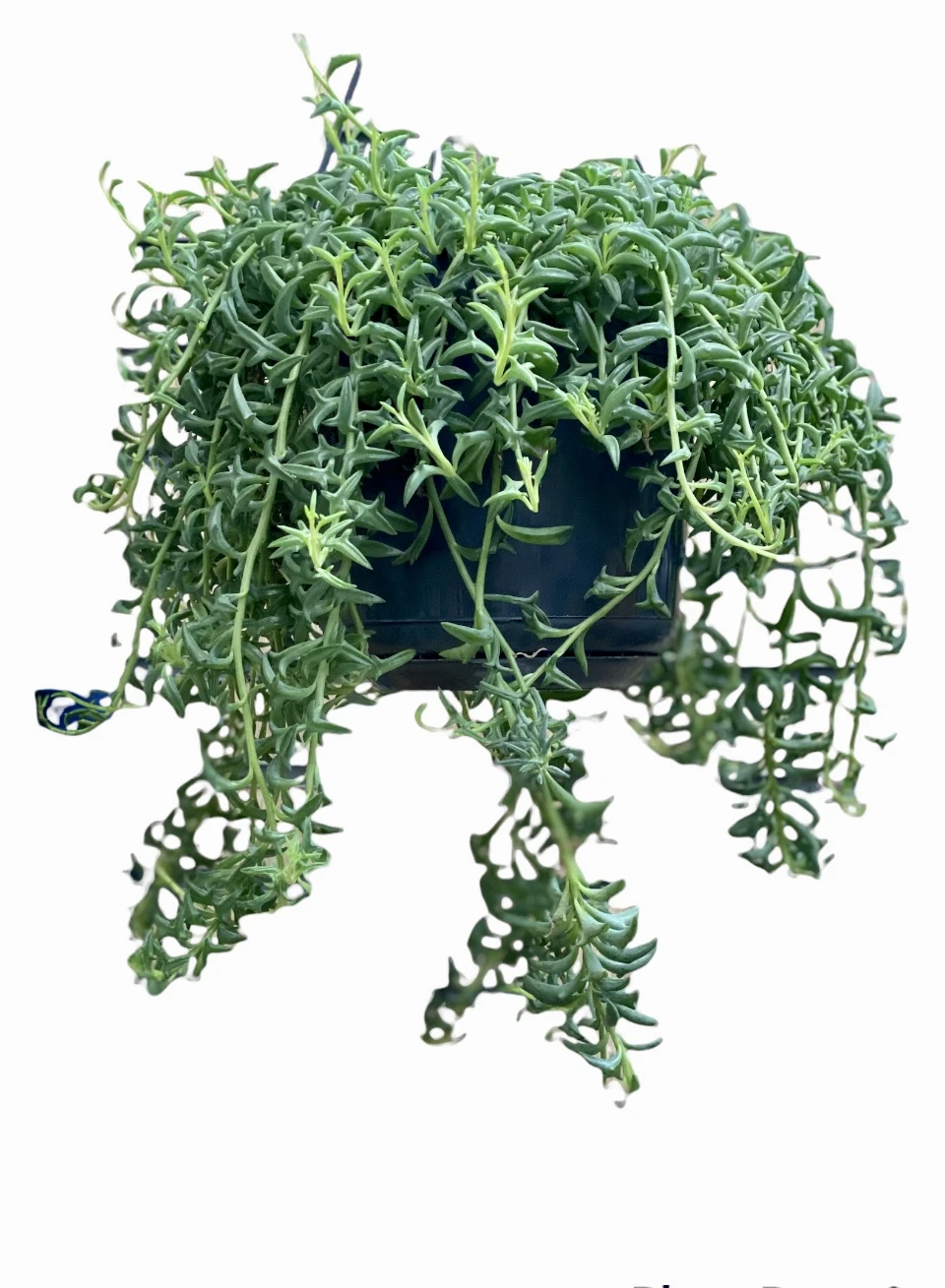 String Of Dolphins - Senecio Peregrinus 1 String Of Dolphins - Senecio Peregrinus