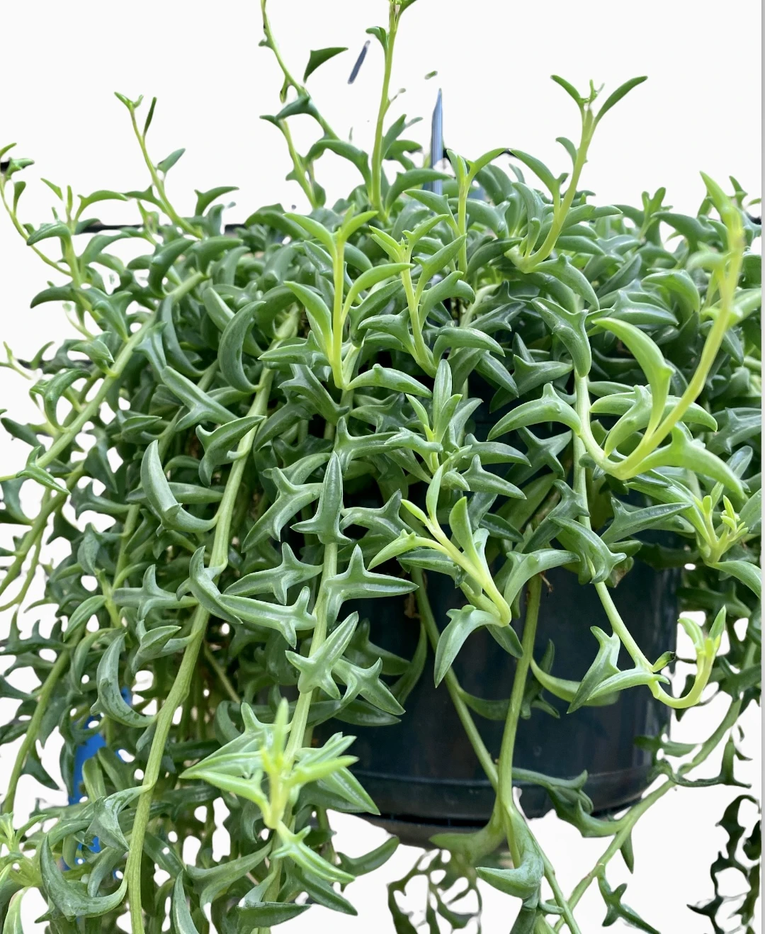 String Of Dolphins - Senecio Peregrinus 2 String Of Dolphins - Senecio Peregrinus - Image 2