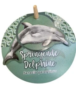 String Of Dolphins - Senecio Peregrinus 5 String Of Dolphins - Senecio Peregrinus -Gardening Shop dolphin 3