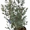 Eucolyptus Gunnii - 23cm Pot Size
