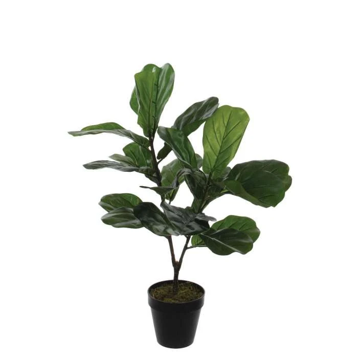Gardening Shop -Gardening Shop ficus