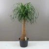 Giant Ponytail Palm- Elegant Easy Care Plant