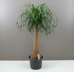 Giant Ponytail Palm- Elegant Easy Care Plant