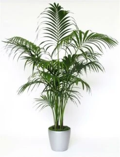 Exotic Kentia Indoor Palm - Howea Forsteriana- 95 -110cm