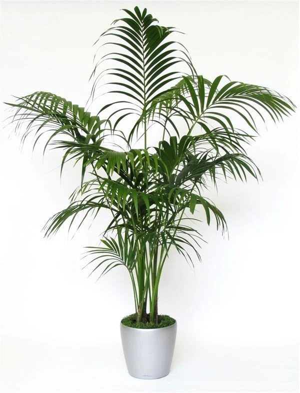Exotic Kentia Indoor Palm - Howea Forsteriana- 95 -110cm 1 Exotic Kentia Indoor Palm - Howea Forsteriana- 95 -110cm