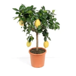 Beautiful Large Lemon Tree With Many Lemons On It. Ideal Gift.