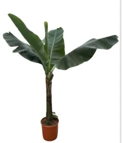 Large Japanese Banana Tree - Musa Basjoo