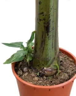 Large Japanese Banana Tree - Musa Basjoo -Gardening Shop musa 3