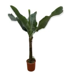 Large Japanese Banana Tree - Musa Basjoo -Gardening Shop musa 4