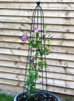 Queen Obelisk Classic 1.2m