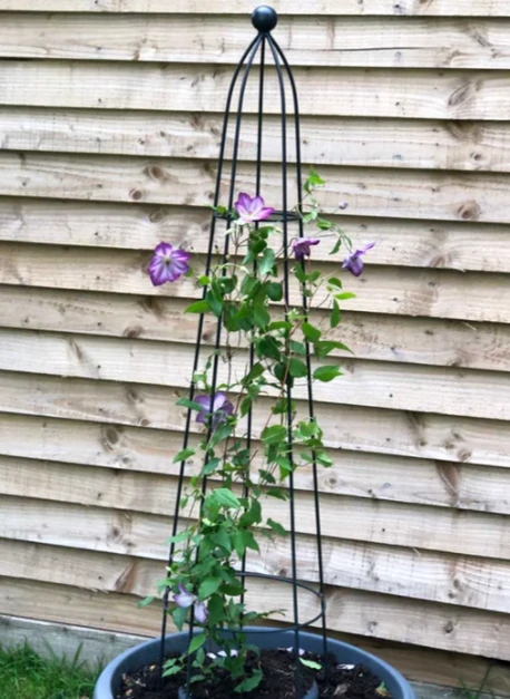 Queen Obelisk Classic 1.2m 1 Queen Obelisk Classic 1.2m