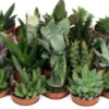 Mini Succulent Mix - Plug Plants
