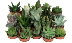Mini Succulent Mix - Plug Plants
