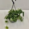 Scindapsis/Epipremnum Aureum