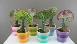 Quirky Cactus Gift - Euphorbia Lactea