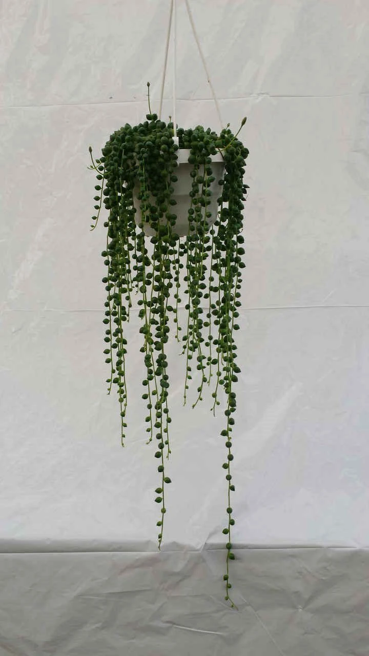 String Of Pearls - Hanging Basket 1 String Of Pearls - Hanging Basket